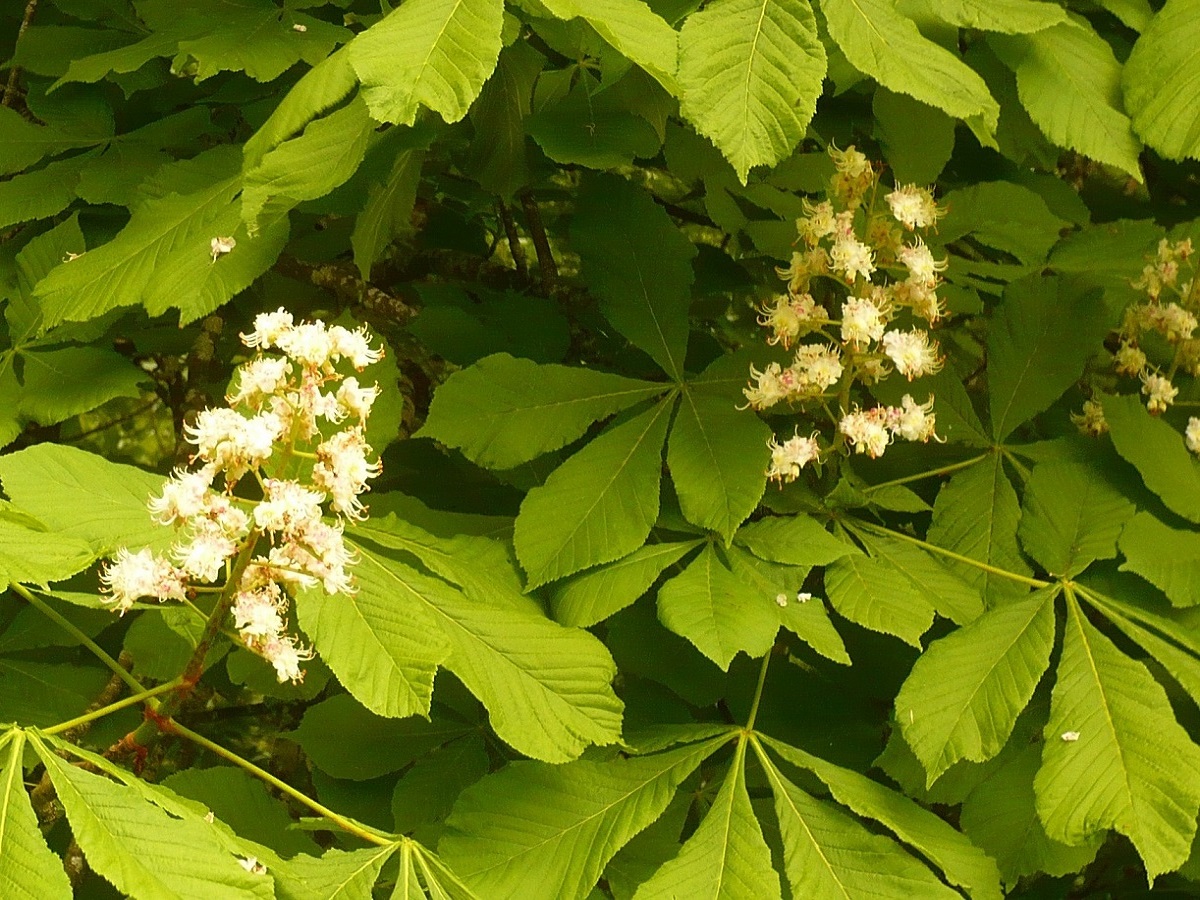 Aesculus hippocastanum (Sapindaceae)